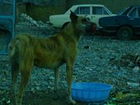my dog